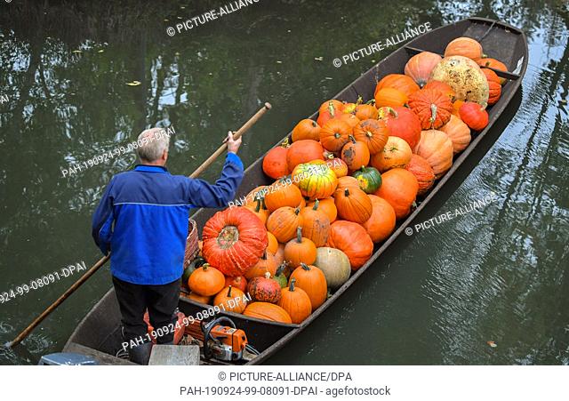 24 September 2019, Brandenburg: Harald Wenske crosses a river with a Spreewald barge full of pumpkins. Autumn is also pumpkin season