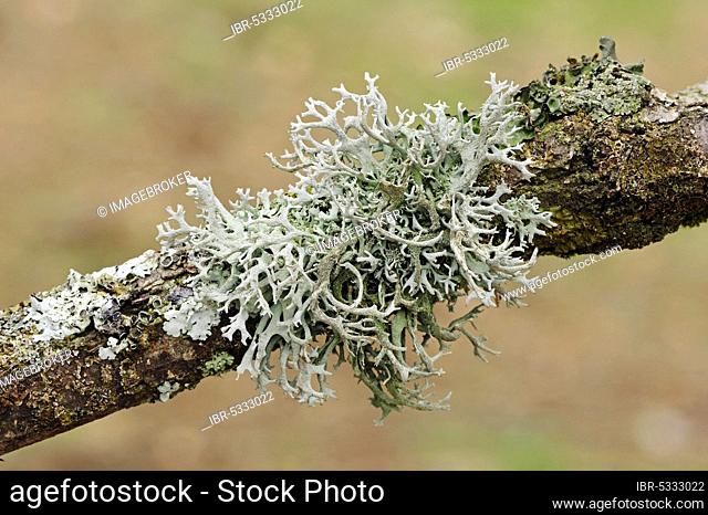 Bowl lichen, Provence, Southern France (Parmelia furfuracea)