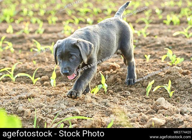 Labrador puppy on a meadow, Bavaria, Germany, Europe