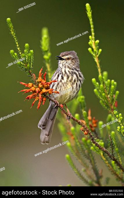 Karoo Prinia (Prinia maculosa) adult, calling, perching on stem, Cape Town, Western Cape Province, South Africa, Africa