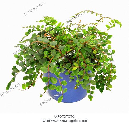Roundleaf Fern, Button Fern Pellaea rotundifolia, potted plant