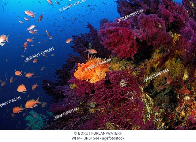 Great Rockfish at Coral Reef, Scorpaena scrofa, Vis Island, Mediterranean Sea, Croatia
