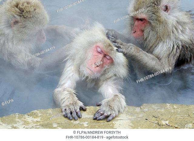 Japanese Macaque Macaca fuscata three adults, mutual grooming in hotspring, Jigokudani, Honshu, Japan