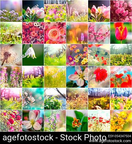 Different flowers collection.Spring theme set