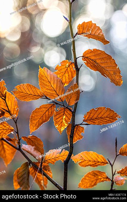 Beech leaves in autumn on tree, autumn colors