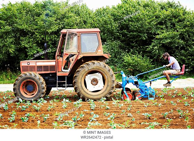Two men driving a tractor pulling a cultivator weeding between rows of plants