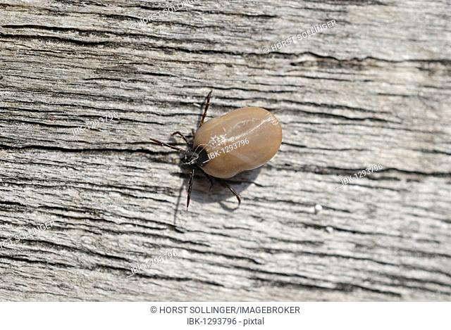 Sheep tick or castor bean tick (Ixodes ricinus) with full blood bag on withered wood