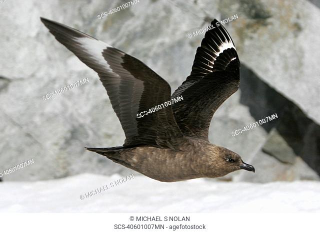 Adult Skua Catharacta spp in flight off Petermann Island near the Antarctic Peninsula Restricted Resolution - Please contact us