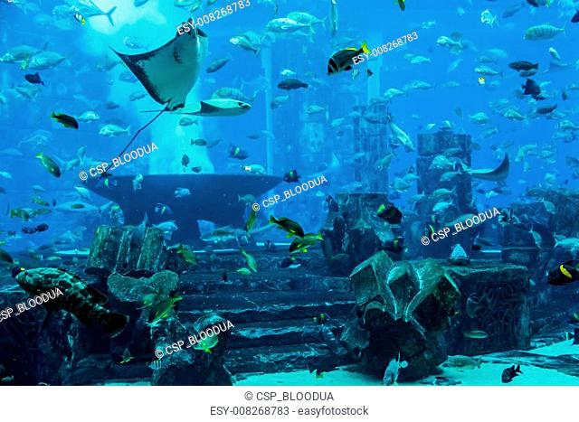 Stingray fish. Aquarium tropical fish on a coral reef