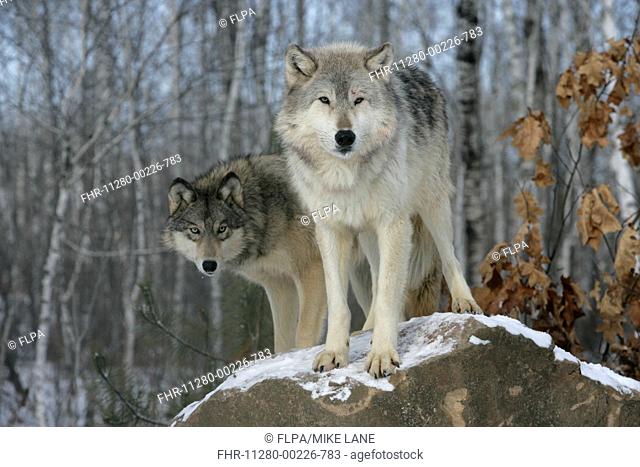 Grey Wolf Canis lupus two adults, standing on rock, in snow, Minnesota, U S A , winter captive