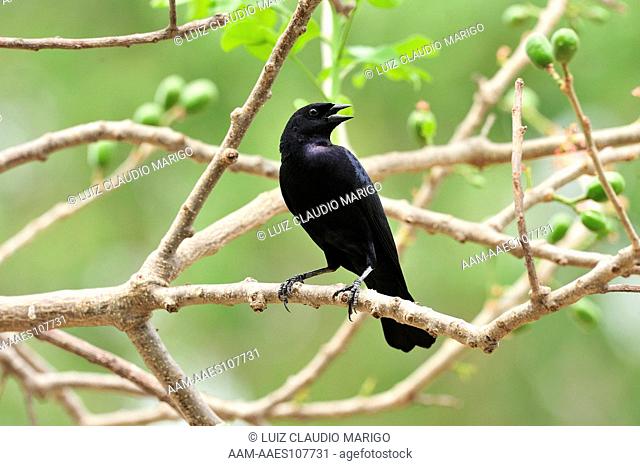 Shiny Cowbird (Molothrus bonariensis) at Pantanal of Mato Grosso, Mato Grosso State, Western Brazil