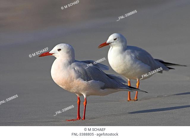 Two Slender-billed Gulls Larus genei standing on a beach