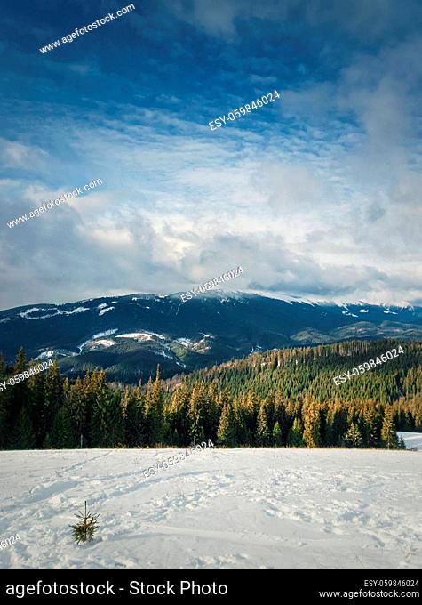 View from the top peak of the Bukovel ski resort, Ukrainian Carpathians. Beautiful winter scene of snowy mountains ridge and evergreen fir forest