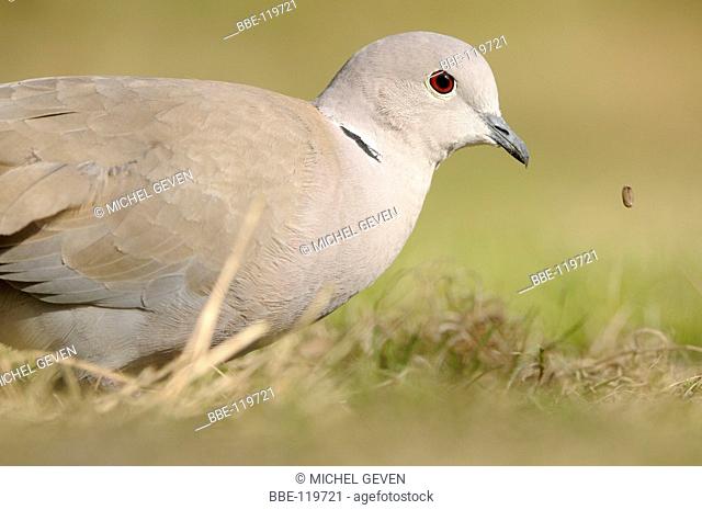 Detailed view on a foraging Collared Turtle Dove
