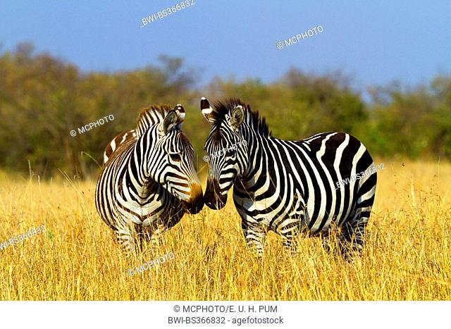 Boehm's zebra, Grant's zebra (Equus quagga boehmi, Equus quagga granti), two zebras standing in the savannah and nosing at each other, Kenya