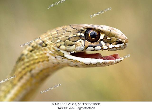 Montpelier Snake (Malpolon monspessulanus)