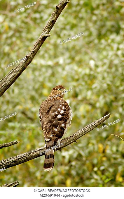 An immature Cooper's hawk, accipter cooperii, look behind, Pennsylvania, USA