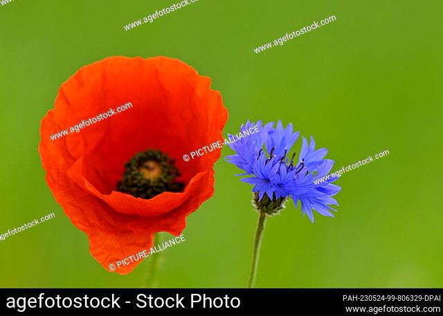 24 May 2023, Brandenburg, Sieversdorf: A bright red blossom of the corn poppy and a blue cornflower bloom on a roadside in the Oder-Spree district