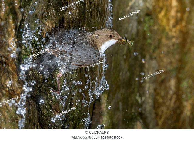 white-throated dipper and waterfall, Trentino Alto-Adige, Italy