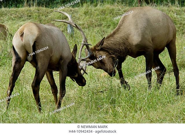 elk, cervus elaphus, animal, Alaska, wildlife, conservation center, USA, fight