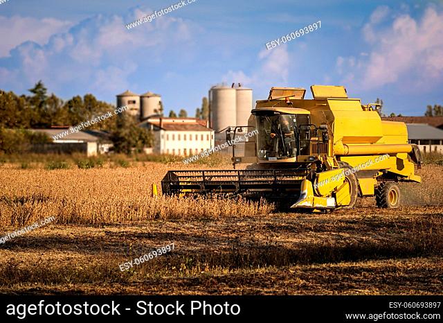 Harvesting of soybean field with combine harvester. Yellow thresher