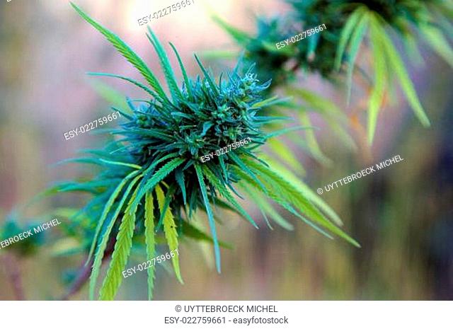 Detail of a Marijuana plant growing in the field
