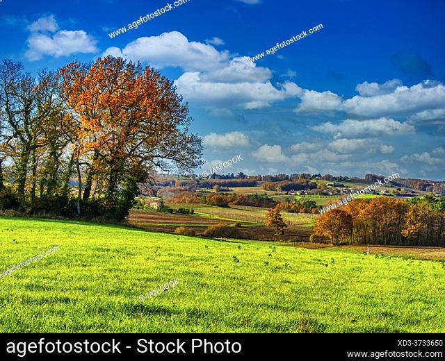 downy oak, Quercus pubescens, and farm fields, Monbos, Dordogne Department, Nouvelle-Aquitaine, France