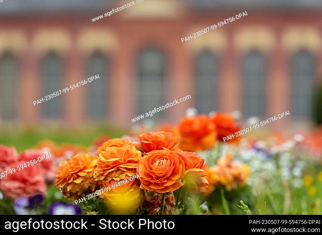 07 May 2023, Hesse, Darmstadt: Ranunculus blossoms in front of the orangery. The orangery was built around 1720 in today's Bessungen district as a baroque...