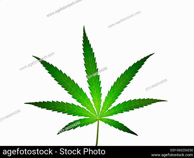 Close up one fresh green cannabis or hemp leaf isolated on white background
