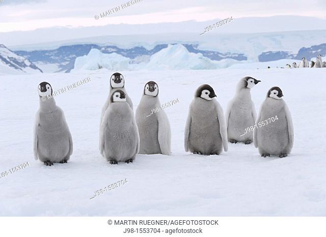 Emperor Penguin Aptenodytes forsteri chicks  Snow Hill Island, Antarctic Peninsula, Antarctica