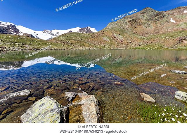 Stelvio National Park, Mt Cevedale 3 769 m , La Mare Glacier, Mt Rosole, reflection in Marmotte Alpine Lake, Cotton Grass, the Central Alps, Italy