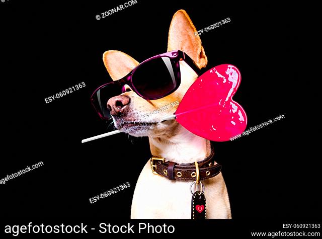 cool trendy posing chihuahua dog with sunglasses looking up like a model , isolated on black background