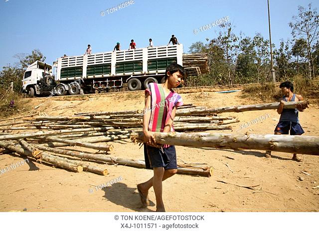 Men and boys carry logs to build more homes  Around 130, 000 Burmese refugees have settled in Thailand due to opression in their homeland of Myanmar Burma...
