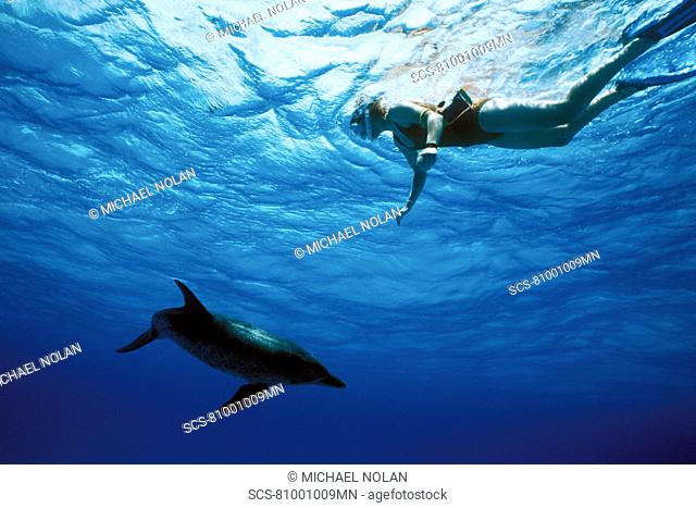 Atlantic Spotted Dolphin Stenella frontalis underwater with snorkeler on the Little Bahama Banks, Grand Bahama Island, Bahamas