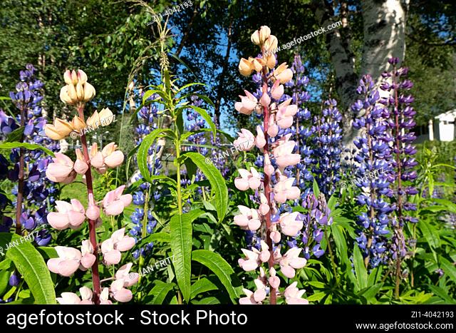 colourful lupine flowers in Norway
