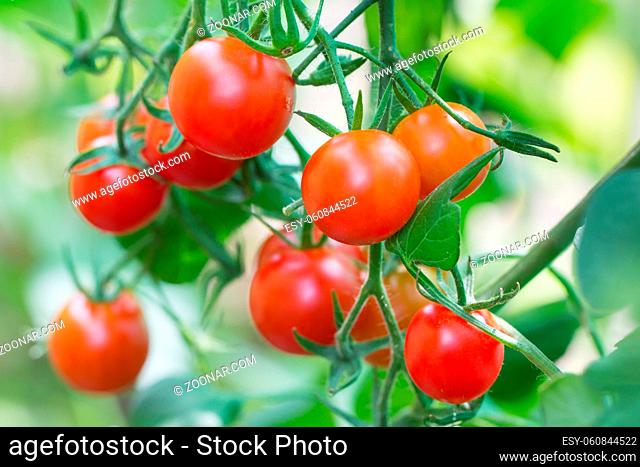 Little fresh tomatos hanging on a plant