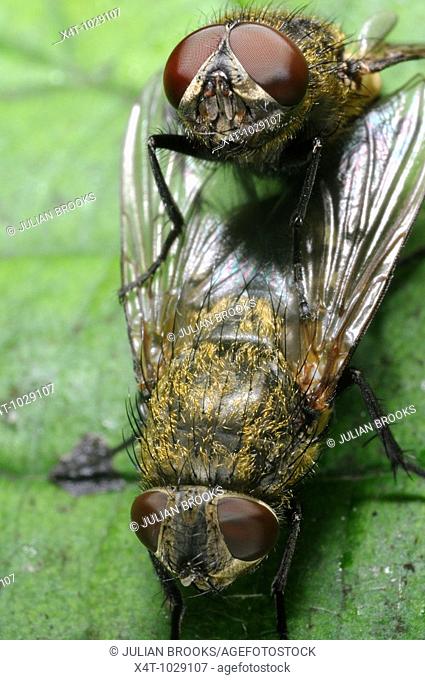 Cluster flies mating showing the structure of their compound eyes