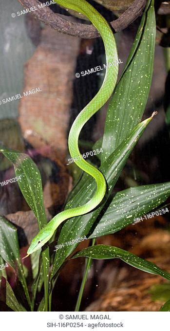 Green Grass Snake, Opheodrys Aestivus