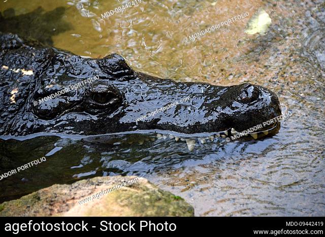 Nile crocodile in the Bioparc. Valencia (Spain), November 07th, 2022