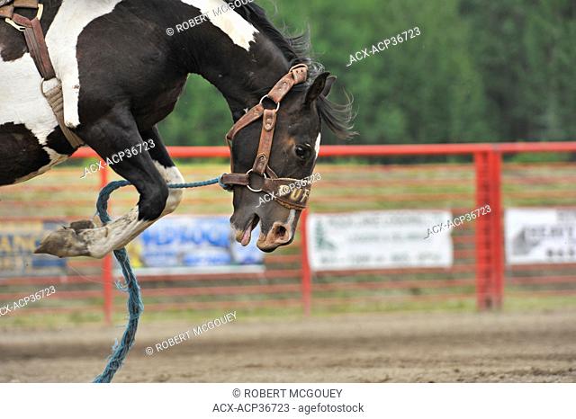 Bucking horse at a rodeo event, Alberta, Canada