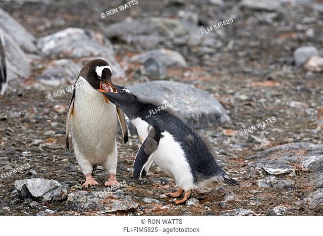 An Adult Gentoo Penguin Feeding its Young, Cuverville Island, Antarctic Archipelago