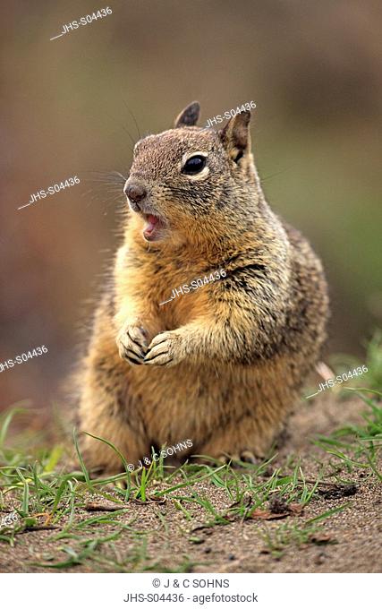 California Ground Squirrel, Citellus beecheyi, Monterey, California, USA, adult calling