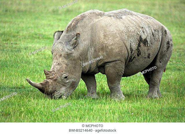 black rhinoceros, hooked-lipped rhinoceros, browse rhinoceros (Diceros bicornis), grazing, Kenya, Lake Nakuru NP