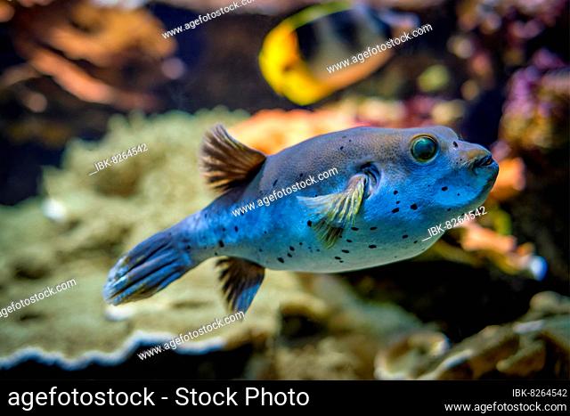 Blackspotted puffer (Arothron nigropunctatus) fish underwater in sea with corals in background