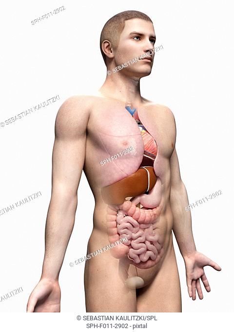 Human anatomy, computer illustration