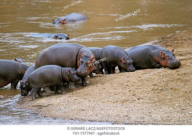 Hippopotamus, hippopotamus amphibius, Group laying near Mara River, Masai Mara Park in Kenya