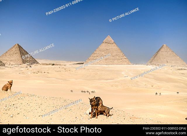 02 March 2023, Egypt, Giza: A dog feeds its puppies in front of the Pyramids of Giza (L-R) Menkaure, Khafre, and Khufu. Photo: Sayed Hassan/dpa