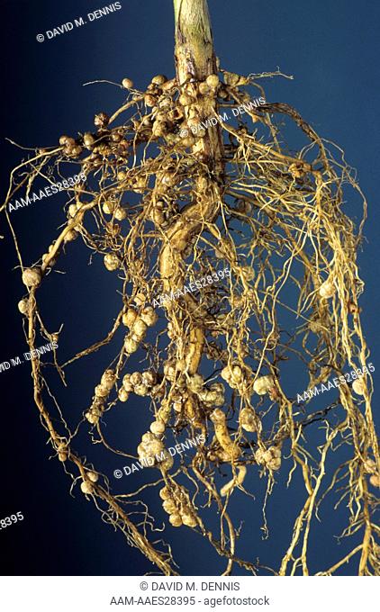 Nitrogen-fixing Bacteria on Soybean Plant Root Nodules