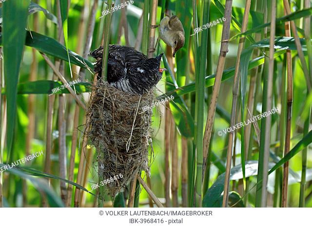 A young Common Cuckoo (Cuculus canorus) is fed by its host, a Eurasian Reed Warbler (Acrocephalus scirpaceus), Saxony-Anhalt, Germany