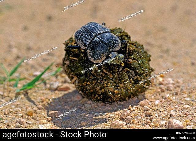 Dung beetle rolling dung ball, Kenya, Africa